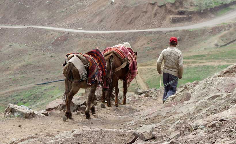 Man in the hills leading two donkeys. - small group tours to Iran