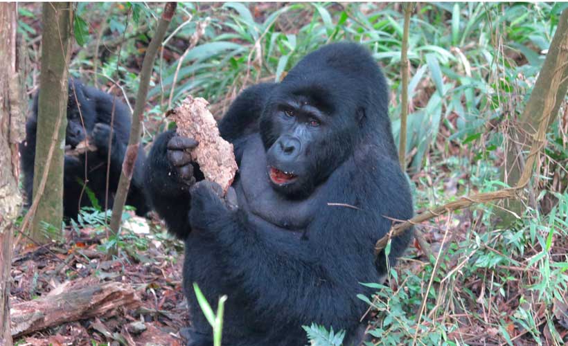 Gorilla eating tree bark in the forest