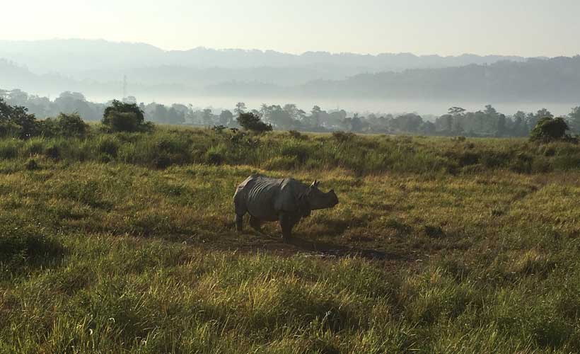 Rhino in open area of Kazaringa