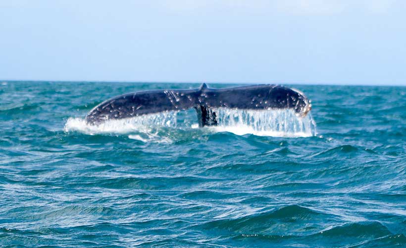 Whales Wildlife Madagascar