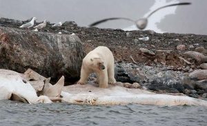 polar bear on the shore