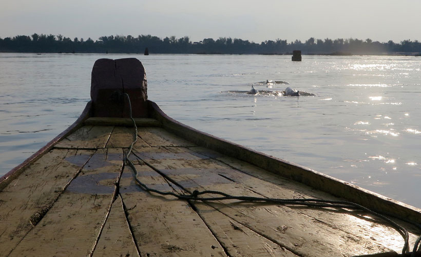 Irrawaddy dolphins in the Mekong river