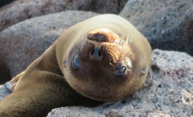 Fur seal looking upside down