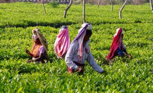 Four ladies picking tea leaves