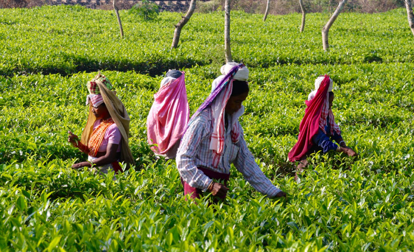 Four ladies picking tea leaves