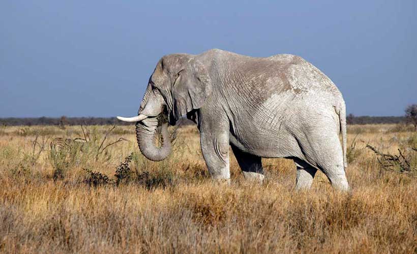 Bull elephant small group tours to Africa