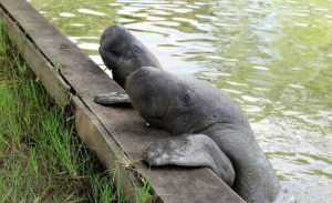 Feed the manatees grass in Central park