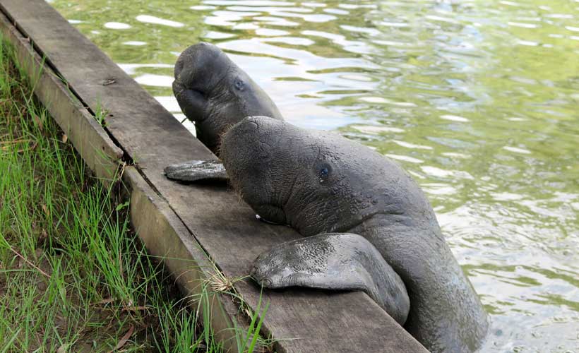 Feed the manatees grass in Central park