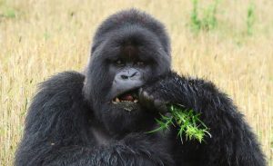 Gorilla eating greenery