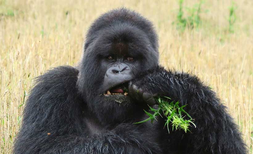 Gorilla eating greenery
